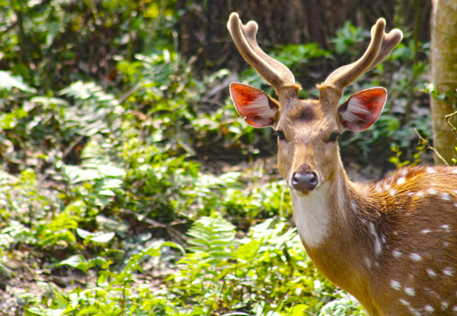 MYSTICAL SUNDARBANS